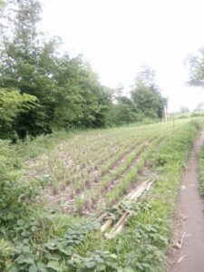Member A2 0.31km NNW from AEOPA Plant 675sqm existing plant