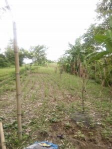 Member A2 311sqm March expansion